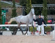 Cadoro Tosc Tour2013- S5 1626 : Arezzo, Cadoro, Cavalli d'Italia, Toscana Tour 2013, foto di Stefano Secchi ©